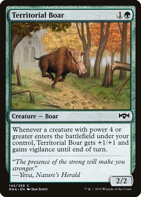 Territorial Boar — Front