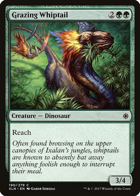 Grazing Whiptail — Front
